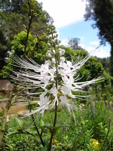 Ở Việt Nam, cây râu mèo mọc hoang và được trồng nhưng không đủ đáp ứng nhu cầu. Hằng năm, chúng ta phải nhập khẩu hàng chục tấn cây dược liệu râu mèo từ Trung Quốc, Campuchia. Ảnh: blogspot.