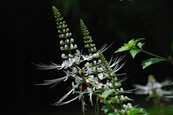 Ở Việt Nam, cây râu mèo phân bố rải rác ở vùng đồng bằng và miền núi như: Cao Bằng, Thanh Hóa (Vĩnh Lộc), Hà Nội,...Ảnh: pgrvietnam.