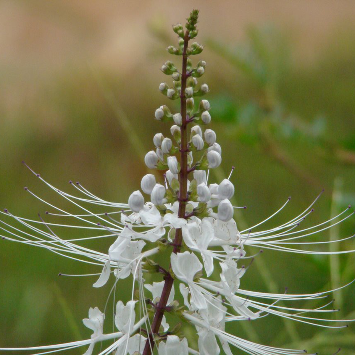 Hoa của cây râu mèo có hình dáng khi nở rất giống râu con mèo, đó cũng là nguồn gốc tên gọi của loài cây này. Ảnh: lahien.