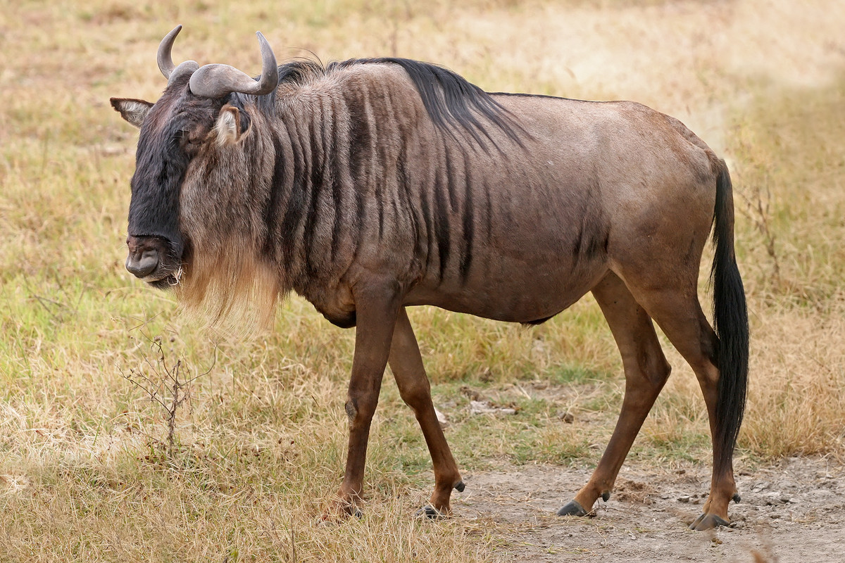 Linh dương Wildebeest có hình dáng giống bò và linh dương, sừng ngắn và sắc, có khả năng chạy nhanh với tốc độ khoảng 80,5km/h. Ảnh: wikimedia.