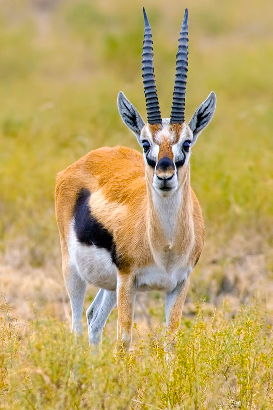 Linh dương Thomson có khả năng chạy ở tốc độ trung bình 80km/h. Nó cũng có thể sử dụng các bước nhảy cao để trốn thoát khỏi kẻ thù. Ảnh: wikimedia.