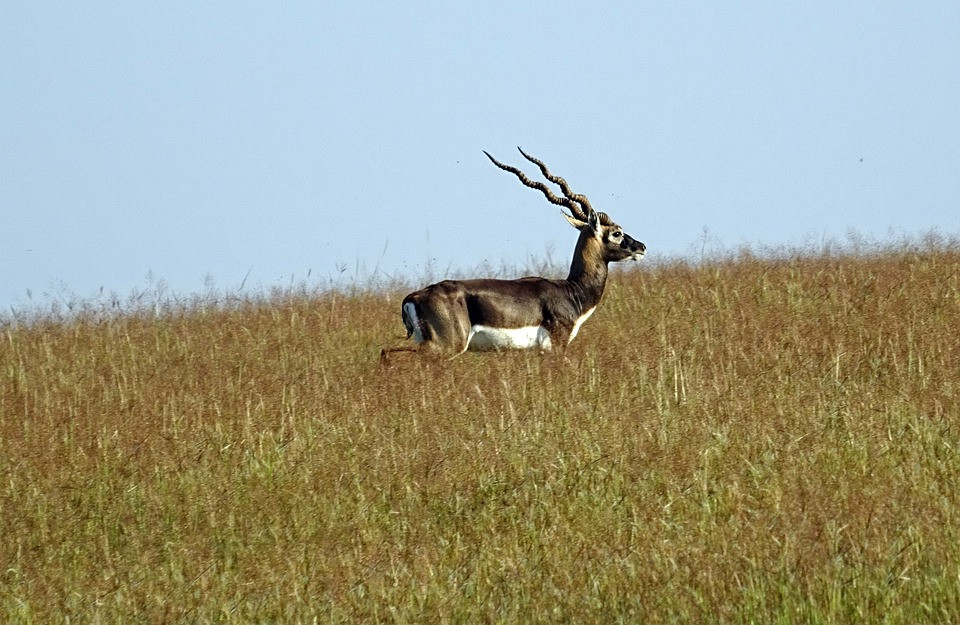 Linh dương Blackbuck có thể đạt vận tốc chạy tới 80 km/h. Ảnh: pixabay.