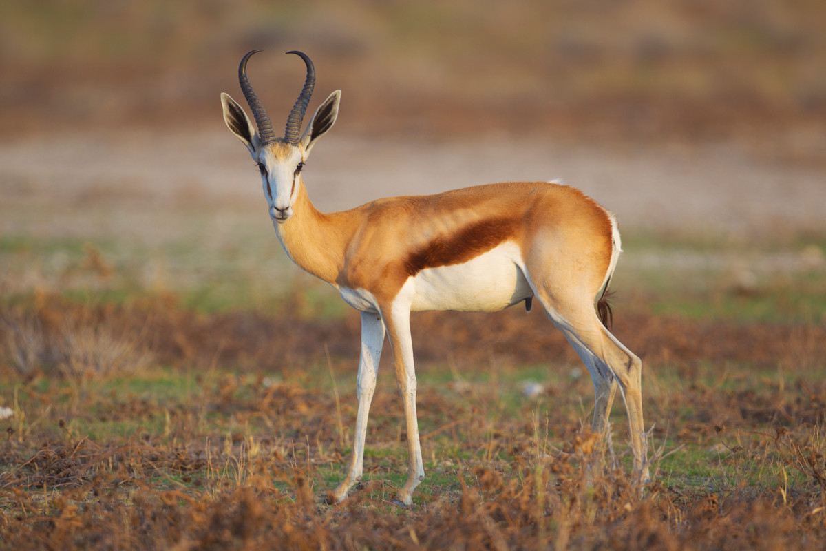 Ngoài tốc độ nhanh, linh dương Springbok còn có khả năng nhảy lên cao khoảng 4m. Ảnh: wikimedia.