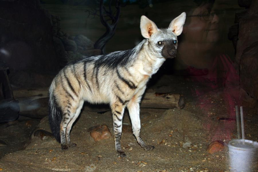 Sói đất Nam Phi thường sống trong các bụi rậm của miền Đông và Nam châu Phi. Ảnh: wixmp.