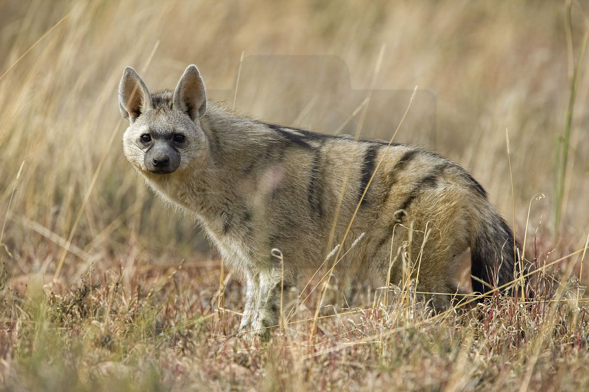 Sói đất Nam Phi có bờm ngựa dọc sống lưng rất đặc trưng. Ảnh: pinimg.