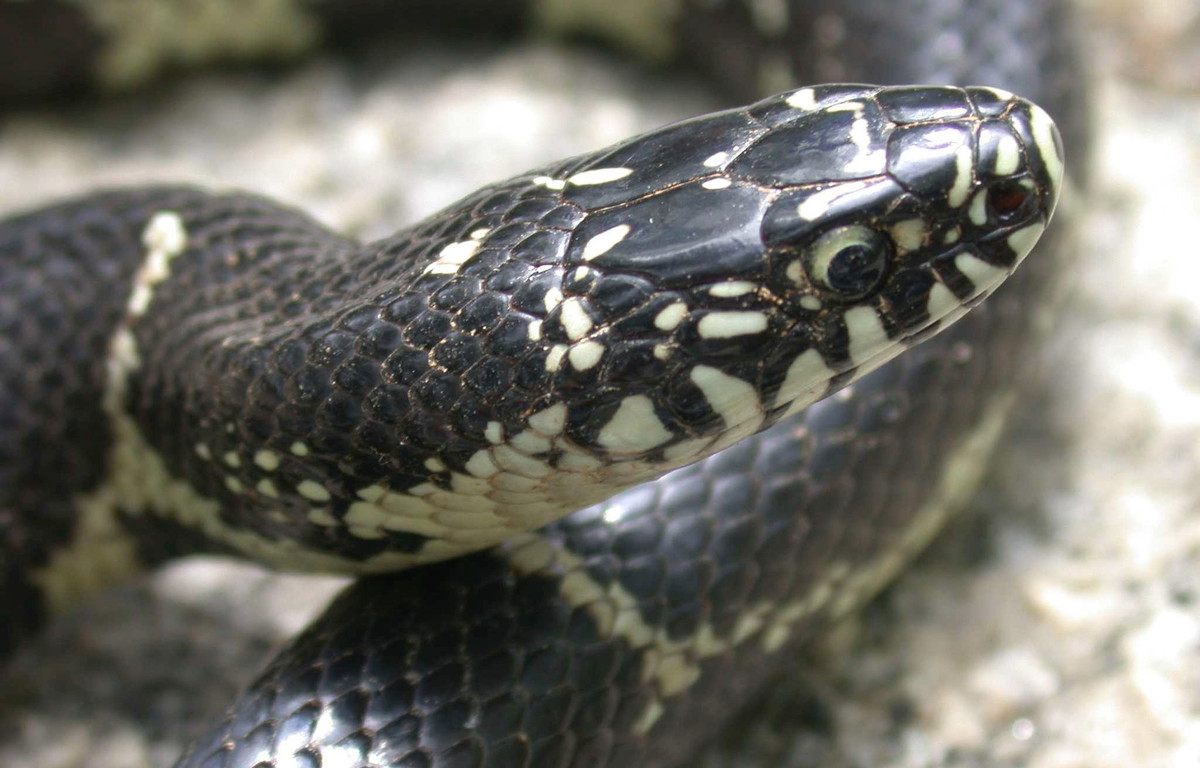 Trong tự nhiên, rắn vua có thể sống ở bất kỳ môi trường nào từ sa mạc cho đến thảo nguyên, rừng rậm... Ảnh: herpsofnc.