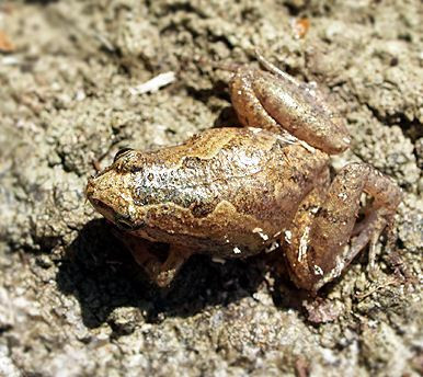 Thức ăn chủ yếu của nhái bầu hoa là kiến, mối, côn trùng đất. Ảnh: vncreatures.