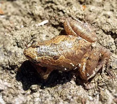 Thức ăn chủ yếu của nhái bầu hoa là kiến, mối, côn trùng đất. Ảnh: vncreatures.