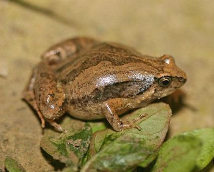 Tại Việt Nam, nhái bầu hoa phân bố ở miền Bắc vào đến Gia Lai, Kontum, Đắc Lắc, Lâm Đồng. Ảnh: biosch.