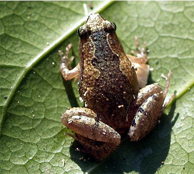 Nhái bầu hoa có túi kêu lớn là nhờ cơ quan cộng hưởng ở cổ, nên kêu to và vang xa. Ảnh: vncreatures.