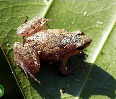 Trên thế giới, nhái bầu hoa phân bố ở Nepal, bán đảo Ấn Độ và đảo Andaman và Nicobar, Sri Lanka và Bangladesh. Ảnh: vncreatures.