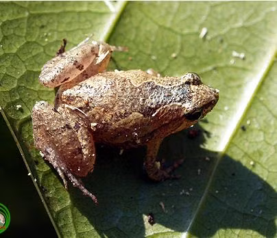 Trên thế giới, nhái bầu hoa phân bố ở Nepal, bán đảo Ấn Độ và đảo Andaman và Nicobar, Sri Lanka và Bangladesh. Ảnh: vncreatures.