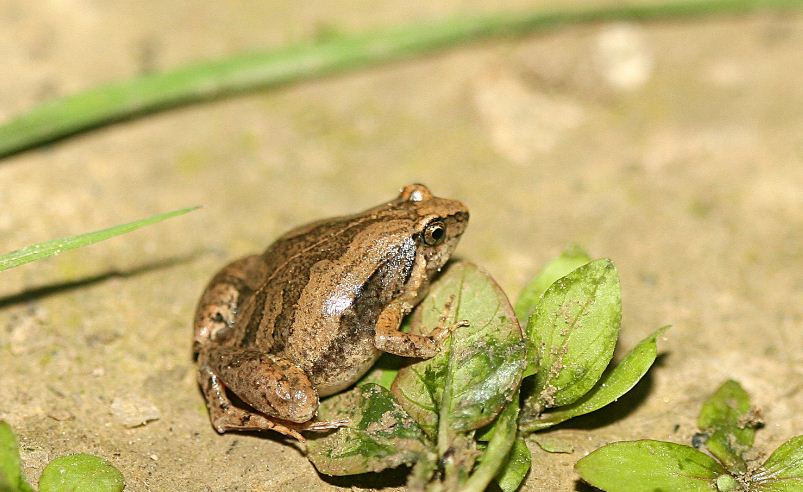 Môi trường sống của nhái bầu hoa rất khác nhau, từ vùng đồng cỏ, thảo nguyên, cây bụi nhiệt đới và cận nhiệt đới đến khu rừng nhiệt đới và cận nhiệt đới ẩm lá rộng, rừng lá rộng khô nhiệt đới...Ảnh: biosch.