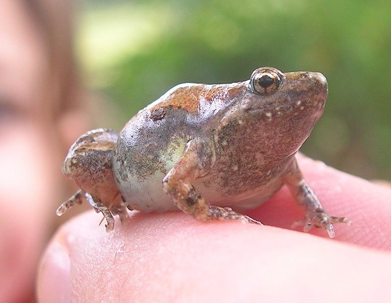 Nhái bầu hoa thường có màu vàng nhạt với các miếng vá màu nâu sẫm, thân dài 18m - 28mm, màu nâu xám, trên lưng có những đốm dạng nâu sẫm. Ảnh: wikipedia.