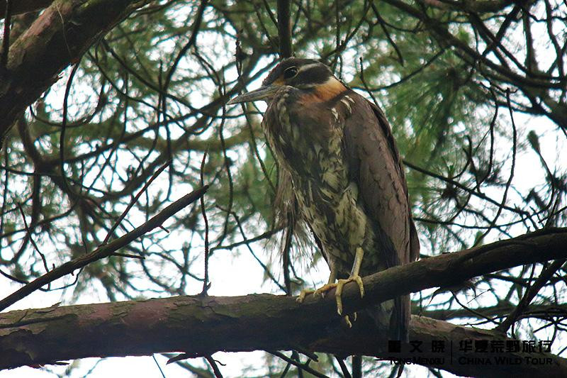 Chim vạc hoa hoạt động vào đêm và ngủ ban ngày, thường đậu trên những tán cây cao trong rừng sâu, cạnh suối và rất nhát người. Ảnh: orientalbirdimages.