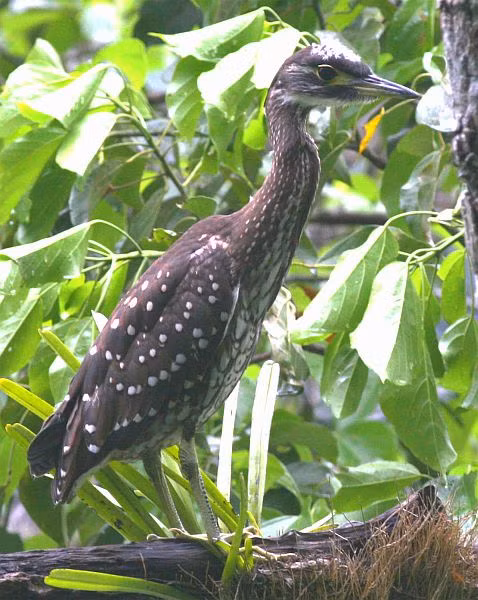 Chim vạc hoa trưởng thành có cơ thể màu đen, vệt trắng ở mắt, cằm và họng, bụng có vạch màu nâu và trắng. Ảnh: orientalbirdimages.