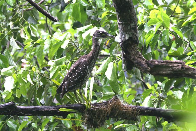 Chim vạc hoa là một loài chim rất hiếm phân bố chủ yếu ở Nam Trung Quốc. Loài chim này cũng được tìm thấy ở Việt Nam. Ảnh: orientalbirdimages.
