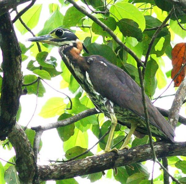 Trong khi đó, con non thường không có màu đen, thay vào đó là màu nâu nhạt. Ảnh: hbw.