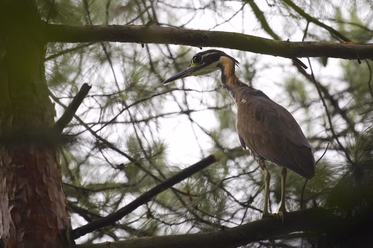 Ở Việt Nam, vạc hoa được ghi nhận một lần vào năm 1975 ở Sơn Tây, tỉnh Hoà Bình (nay là Hà Nội). Ảnh: hbw.