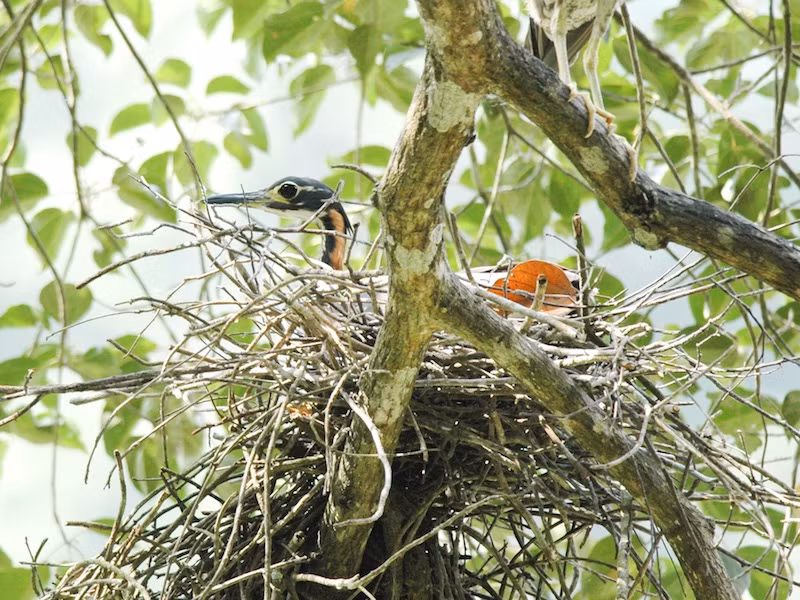  Chim vạc hoa có tên khoa học là Gorsachius magnificus. Chúng sinh sống tại các con sông và rừng thấp ẩm nhiệt đới và cận nhiệt đới. Ảnh: birdwatchingvietnam.