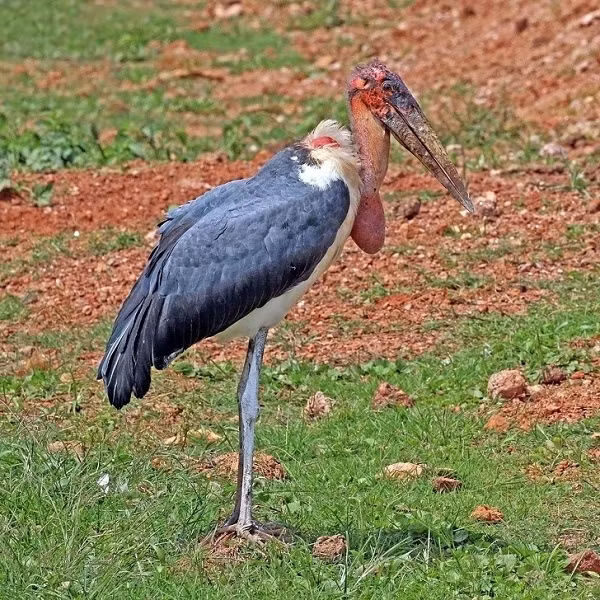Với chiều cao lên tới 1,5m cùng sải cánh dài hơn 3m, cò Marabou được xem là loài chim trên cạn lớn nhất hành tinh. Ảnh: yan.