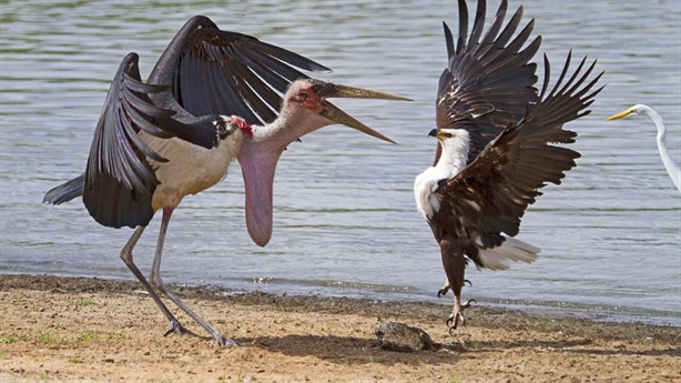 Cò Marabou có mặt trên các vùng đất thấp, thảo nguyên, đầm lầy, và quanh các sông, hồ, kênh, lạch... ở châu Phi. Chúng làm tổ trên cây hoặc giữa các kẽ đá. Ảnh: galaxypub.