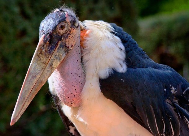  Cò Marabou chủ yếu ăn xác chết. Ảnh: yeupet.