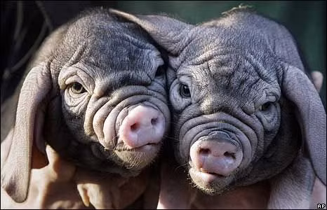 Lợn Meishan thậm chí từ lâu đã được xếp vào giống cực kỳ quý hiếm của Trung Quốc cần được bảo tồn nguồn gen. Ảnh: pinimg.