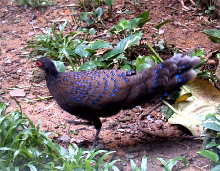 Gà tiền mặt đỏ có tập tính kiếm ăn ở mặt đất và ban ngày, ban đêm bay lên cành cây đậu ngủ. Ảnh: vncreatures. Mời quý vị xem video: Chuyện làm giàu từ những giống gà quý hiếm. Nguồn video: VTC14