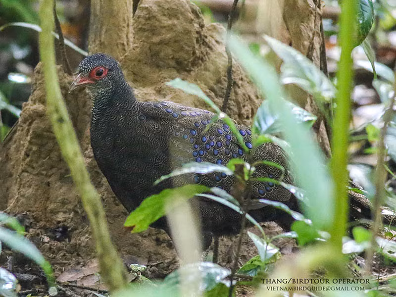 Chim đực và chim mái có hình thể giống nhau. Mỗi lứa gà mái thường chỉ đẻ 2 quả trứng có màu trắng ngà. Ảnh: birdwatchingvietnam.