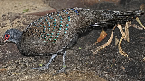 Ngoài ra, gà tiền mặt đỏ cũng phân bố ở các khu rừng khô thuộc phía đông Campuchia. Ảnh: thienduongchim.
