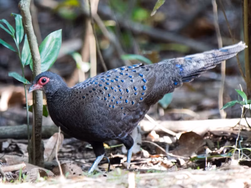 Khi gặp nguy hiểm, gà tiền mặt đỏ chủ yếu chạy lủi hoặc bay từng quãng, ít khi bay lên cao và xa. Ảnh: birdwatchingvietnam.