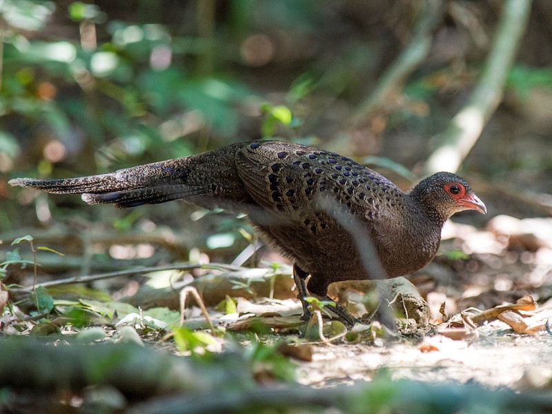 Gà tiền mặt đỏ là loài chim cỡ trung bình, dài khoảng 60cm, bộ lông màu nâu tối, mào ngắn màu vàng cam. Ảnh: birdwatchingvietnam.