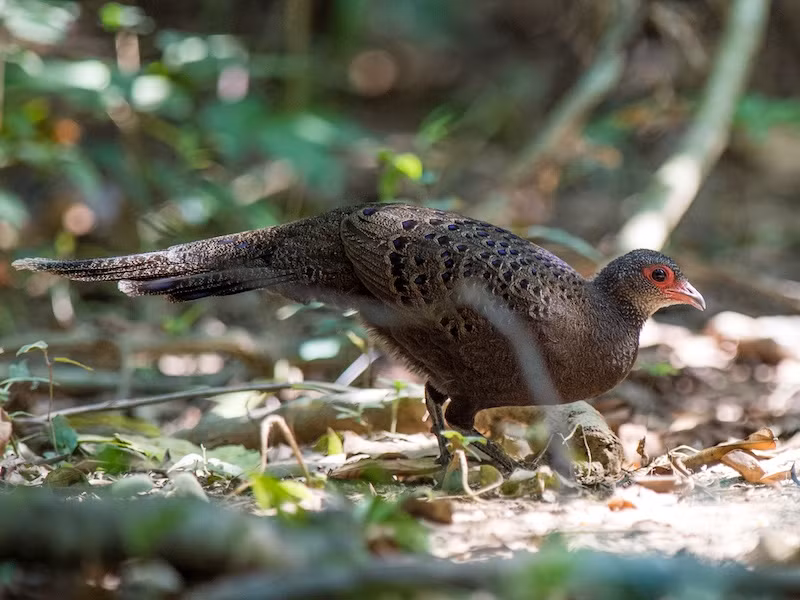 Gà tiền mặt đỏ là loài chim cỡ trung bình, dài khoảng 60cm, bộ lông màu nâu tối, mào ngắn màu vàng cam. Ảnh: birdwatchingvietnam.