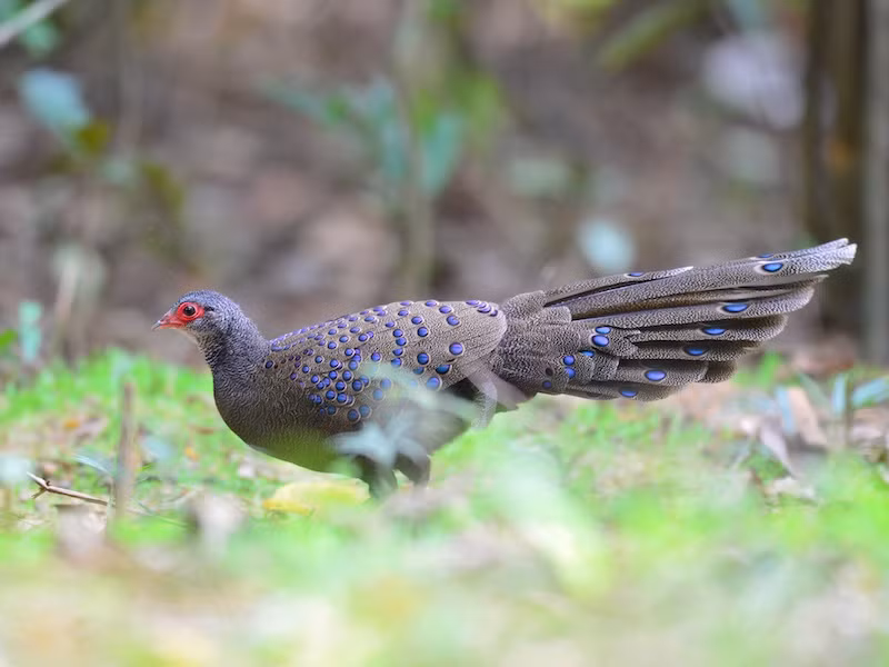 Ở Việt Nam, gà tiền mặt đỏ ngày càng quý hiếm do nạn phá rừng. Loài vật này được bắt gặp ở Đồng Nai, Bình Dương, Bình Phước, Lâm Đồng, Đắc Lắc, Gia Lai, Kon Tum. Ảnh: birdwatchingvietnam.