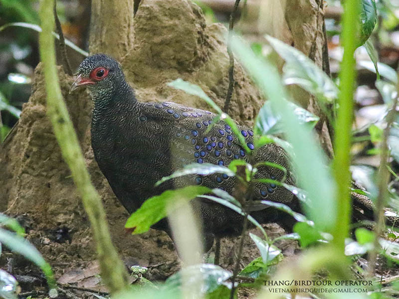 Chim đực và chim mái có hình thể giống nhau. Mỗi lứa gà mái thường chỉ đẻ 2 quả trứng có màu trắng ngà. Ảnh: birdwatchingvietnam.