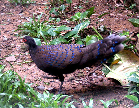 Gà tiền mặt đỏ có tập tính kiếm ăn ở mặt đất và ban ngày, ban đêm bay lên cành cây đậu ngủ. Ảnh: vncreatures. Mời quý vị xem video: Chuyện làm giàu từ những giống gà quý hiếm. Nguồn video: VTC14