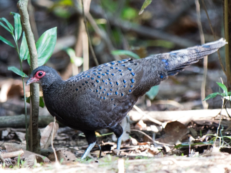 Khi gặp nguy hiểm, gà tiền mặt đỏ chủ yếu chạy lủi hoặc bay từng quãng, ít khi bay lên cao và xa. Ảnh: birdwatchingvietnam.