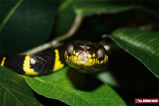 3. Cạp nong. Rắn cạp nong hay còn gọi là rắn đen vàng (tên khoa học là Bungarus fasciatus), có chiều dài cơ thể từ 1-1,5m, chúng thường có mặt ở Ấn Độ, Bangladesh, Nam Trung Quốc và Đông Nam Á.