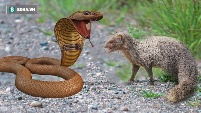 Tuy sở hữu nọc độc cùng tốc độ gây chết người khủng khiếp nhưng loài rắn này vẫn e sợ kẻ thù số 1 của mình là Cầy mangut nâu Ấn Độ.