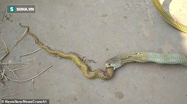 Giống như những giống rắn hổ mang khác, nọc độc của rắn hổ mang Ấn Độ có độc tố tác động đến hệ thần kinh, làm cho con mồi bị tê liệt thần kinh và hôn mê. Sau khi cắn vào con mồi, rắn sẽ bắt đầu nuốt con mồi đang giãy giụa trong khi nọc độc bắt đầu quá trình tiêu hóa mồi. Vết cắn của rắn hổ mang chúa có thể dẫn đến tử vong nhanh chóng chỉ sau 30 phút. Độc rắn hổ chúa thậm chí được ghi nhận có khả năng giết chết một con voi trưởng thành trong vòng vài giờ.