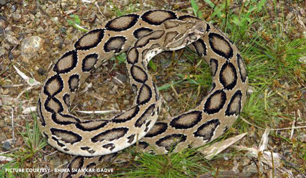 Một cú cắn đớp của loài rắn này có thể tiêm từ 40 - 70mg chất độc vào cơ thể, làm máu của nạn nhân hóa thành một chất với màng nhớt dày, khiến nạn nhân bị xuất huyết và ngừng hẳn hoạt động của tuyến yên khiến nạn nhân bị tử vong. Ngoài ra, chất độc cũng khiến ngực nạn nhân có thể biến mất, lông trên các bộ phận cơ thể rụng, cơ bắp mềm nhũn. Hậu quả nạn nhân sẽ hóa thành một đứa trẻ như ở độ tuổi trước dậy thì. 