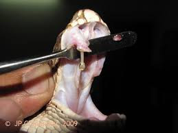 Hiện vẫn chưa có phương pháp đặc trị cho những bệnh nhân nhiễm nọc độc của rắn hổ bướm.