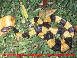 Môi trường sinh sống của rắn cạp nong ở nhiều loại từ núi đất, rừng thưa, trảng cỏ, ven khe suối, nương rẫy hay trong gò mối và hang của động vật gặm nhấm, trong hốc cây, hẻm đá.