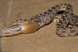 Loài rắn này rất nóng tính, chỉ một cú táp của rắn lục hoa cân, nọc độc của chúng sẽ gây ra những triệu chứng đau, sưng, giảm huyết áp, nhịp tim, hoại tử và có thể gây tử vong do nhiễm khuẩn huyết.