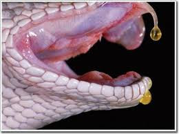 Loài rắn này thường sống trong các bãi cỏ rậm rạp, món ăn khoái khẩu của chúng là các loài gặm nhấm như chuột, thỏ. Vì con mồi của rắn Daboia sống gần với con người nên nguy cơ chúng tấn công người khá cao và có thể tấn công con người bất cứ lúc nào nếu vô tình chạm vào chúng.