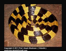 Cạp nong không săn đuổi mồi mà chúng thường nằm chờ cho con mồi đi qua. Chúng bơi rất giỏi và thường bò theo ánh lửa.