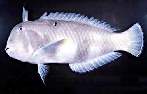 Tại Việt Nam, cá bàng chài công phân bố ở Vịnh Bắc Bộ và Trung Bộ, Vũng Tàu, Cần Giờ (TP. HCM). Ảnh: hawaii.