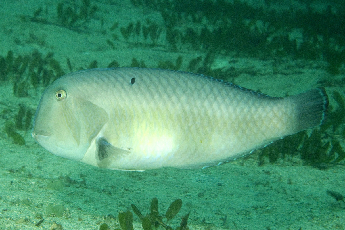  Cá bàng chài công có tên khoa học là Iniistius pavo. Đây là một loài cá biển trong bộ Cá vược. Ảnh: fishesofaustralia.