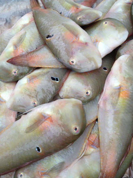 Cá bàng chài công là loại cá có thịt nhiều, thịt cá rất trắng, mềm, có vị béo, ngọt và rất lành. Ảnh: haisanmiennam